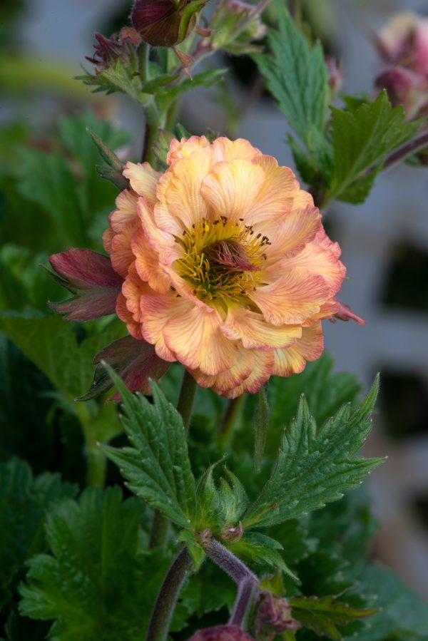 Geum_Tempo_Orange_01