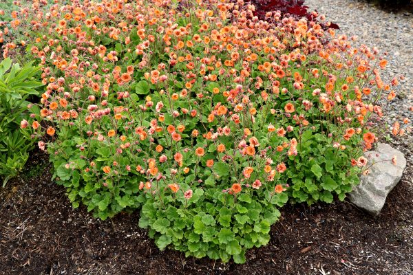 Geum_Tempo_Orange_02_TN