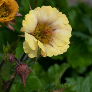 Geum Tempo Yellow