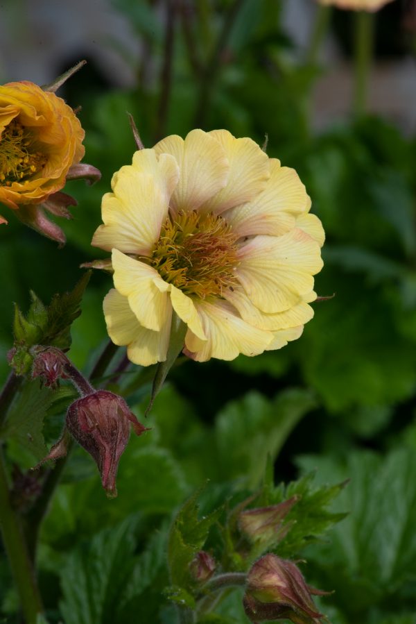 Geum_Tempo_Yellow_01 Geum Tempo Yellow