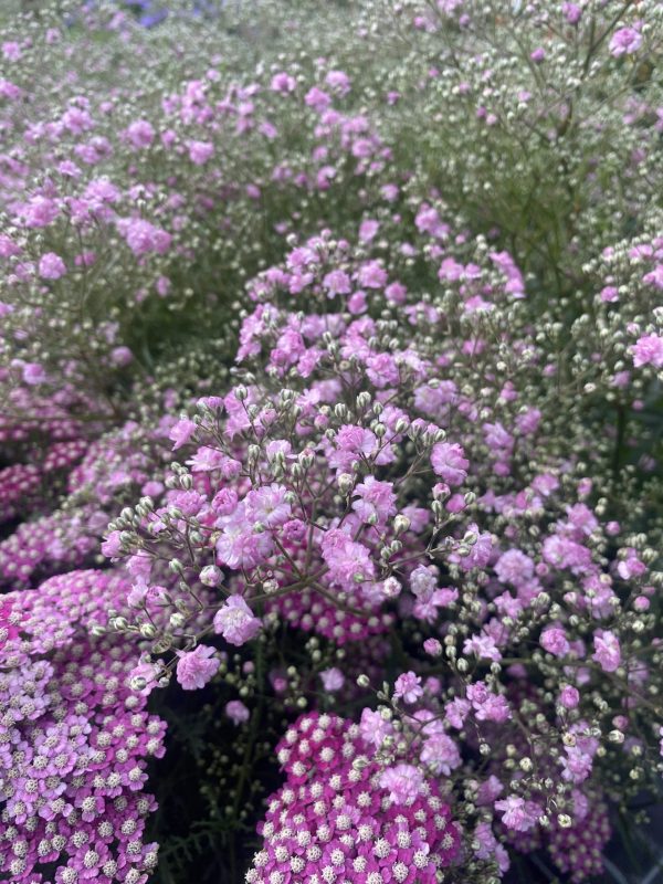 Gypsophila_Flamingo_cu