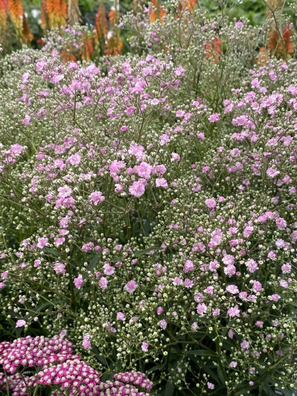 Gypsophila_Flamingo_cu1