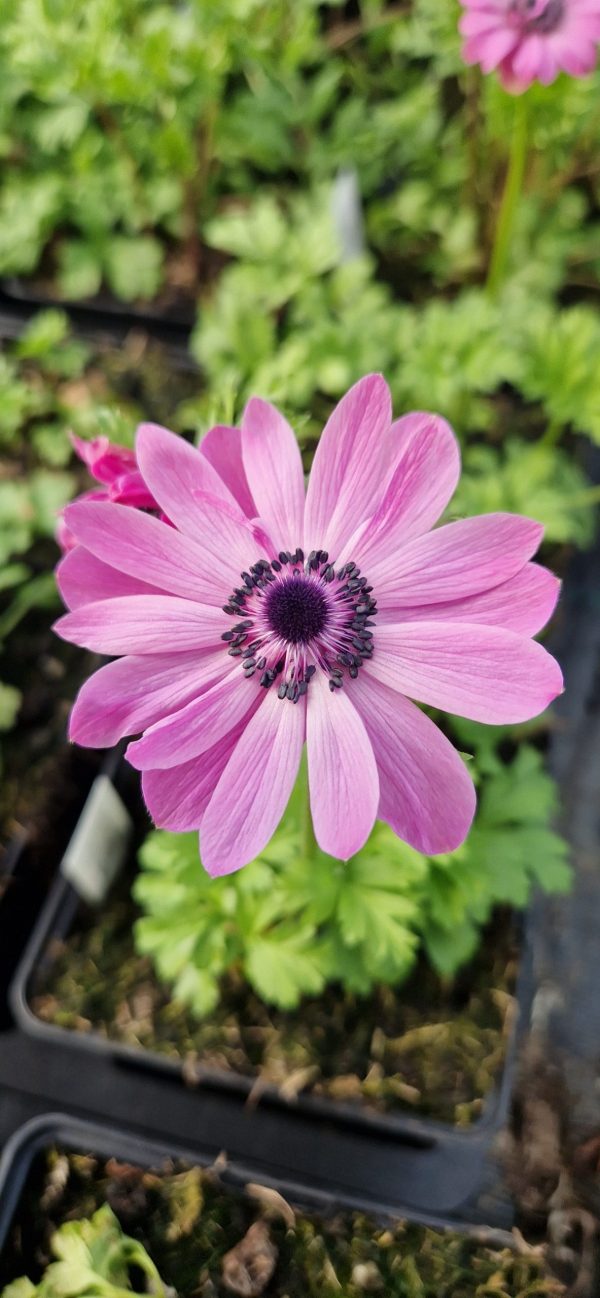 Anemone coronaria 'Harmony Double Rose'