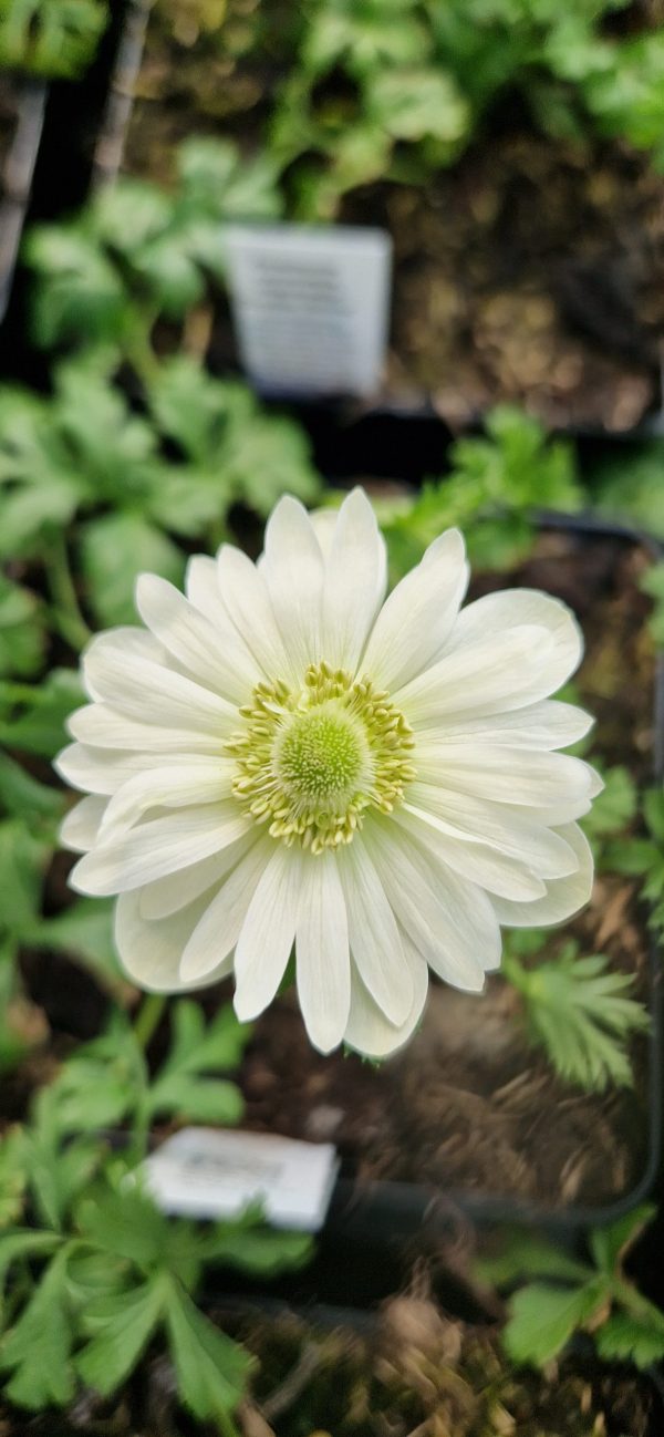 Anemone coronaria 'Harmony Double White'