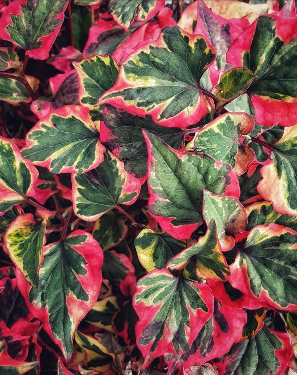 Houttuynia Chameleon