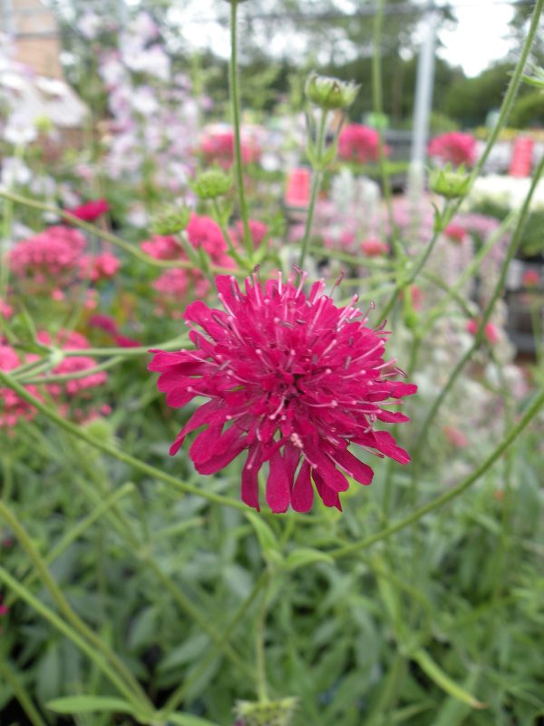 Knautia_macedonica_-_Alpha