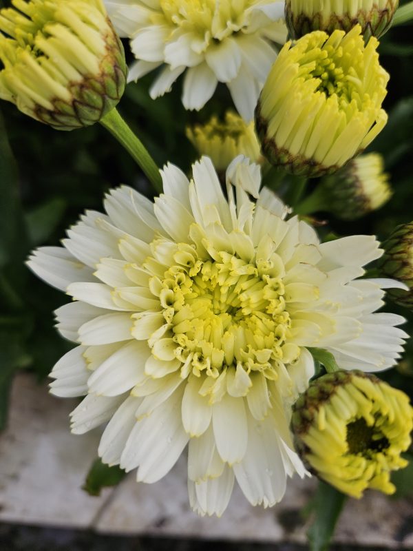 Leucanthemum x superbum 'Macaroon' Leucanthemum x superbum 'Macaroon'