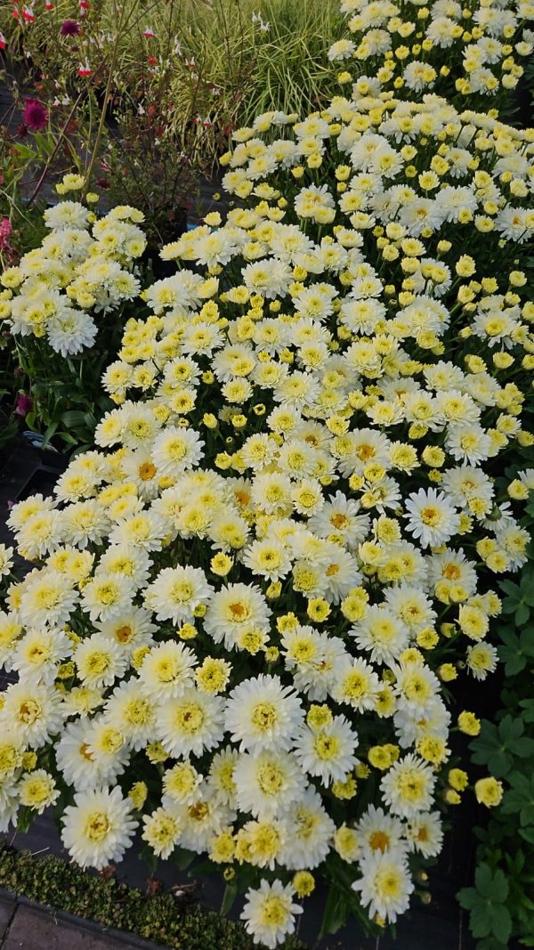 Leucanthemum x superbum 'Macaroon'2 Leucanthemum x superbum 'Macaroon'