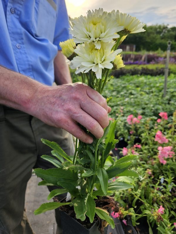 Leucanthemum x superbum 'Macaroon'3 Leucanthemum x superbum 'Macaroon'