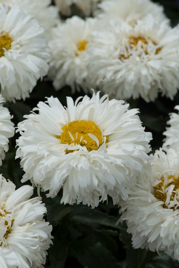 Leucanthemum_Macaroon_01
