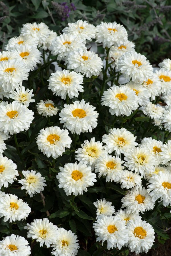 Leucanthemum_Macaroon_02