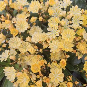 Lewisia cotyledon 'Elise Golden Yellow'