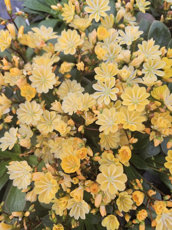 Lewisia cotyledon 'Elise Golden Yellow' Lewisia cotyledon 'Elise Golden Yellow'