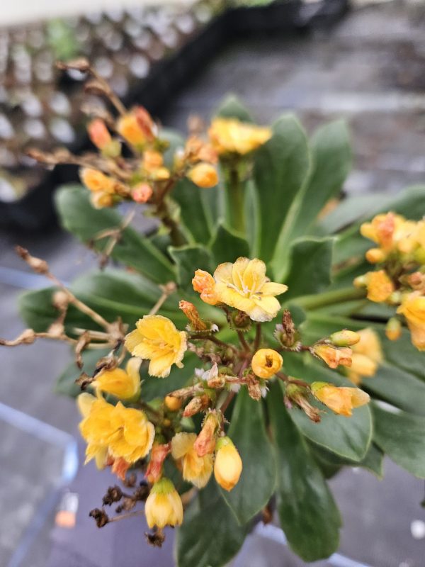 Lewisia cotyledon 'Elise Golden Yellow'2 Lewisia cotyledon 'Elise Golden Yellow'