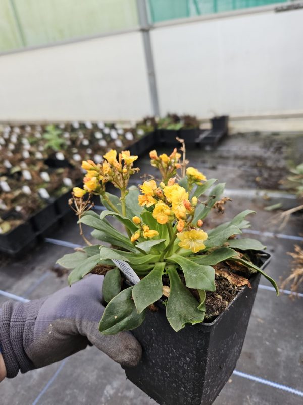 Lewisia cotyledon 'Elise Golden Yellow'3 Lewisia cotyledon 'Elise Golden Yellow'