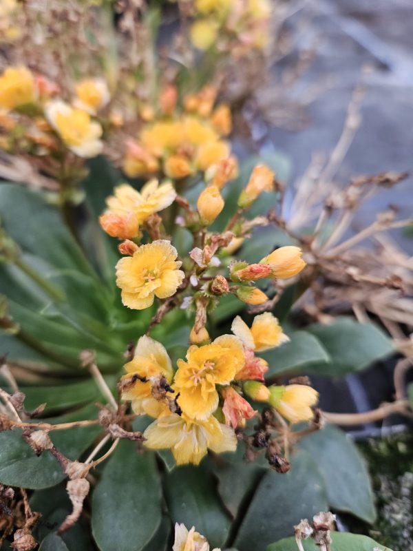 Lewisia cotyledon 'Elise Golden Yellow'4 Lewisia cotyledon 'Elise Golden Yellow'