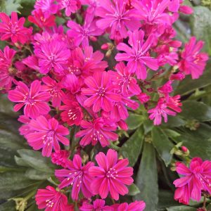 Lewisia cotyledon 'Elise Ruby Red'
