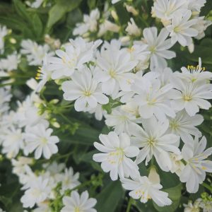 Lewisia elise white