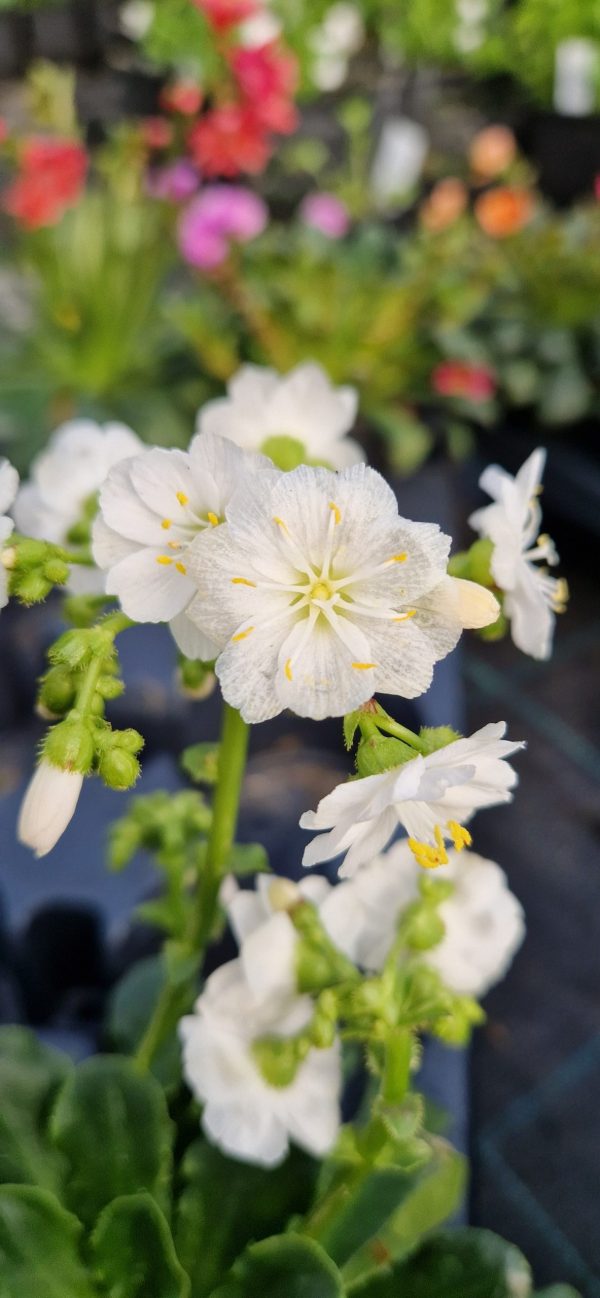 Lewisia elise white
