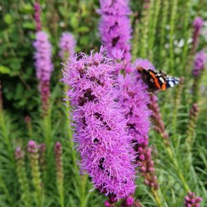 Liatris spicata 'Kobold'