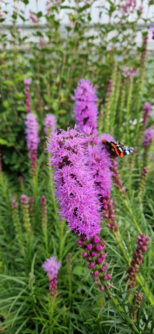 Liatris Liatris spicata 'Kobold'