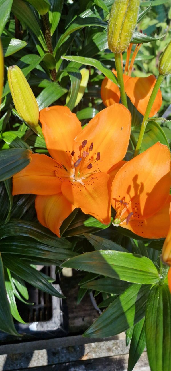 Lilium 'Pixie Orange' Lilium 'Pixie Orange'