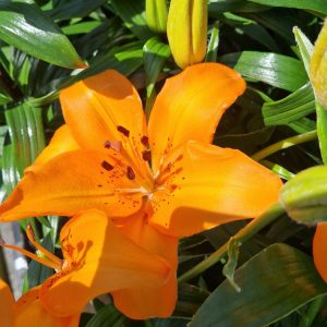 Lilium 'Pixie Orange'