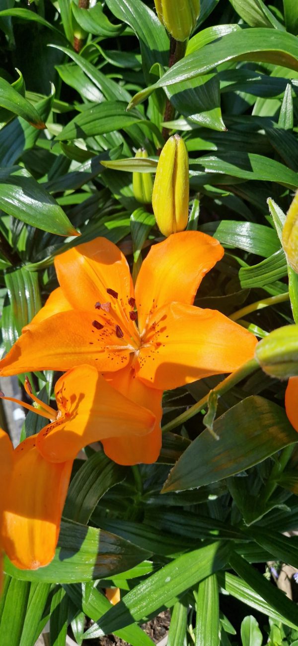 Lilium 'Pixie Orange'2 Lilium 'Pixie Orange'