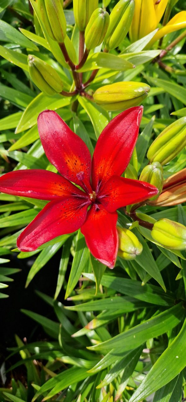 Lilium 'Pixie Red' 2 Lilium 'Pixie Red'