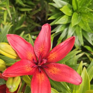 Lilium 'Pixie Red'