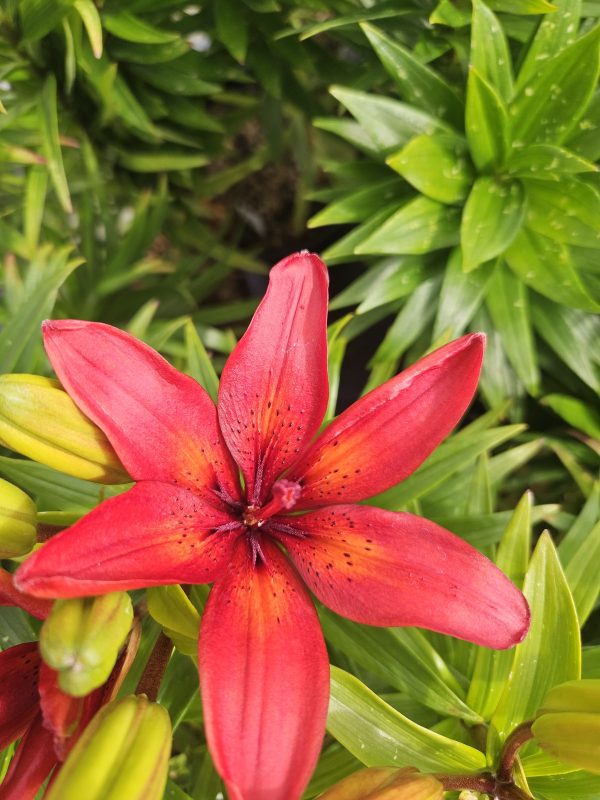 Lilium 'Pixie Red' Lilium 'Pixie Red'