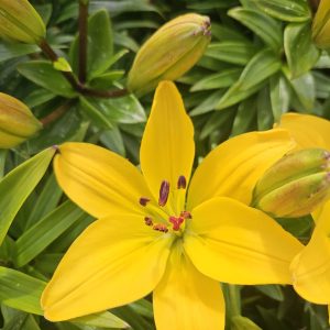 Lilium 'Pixie Yellow'