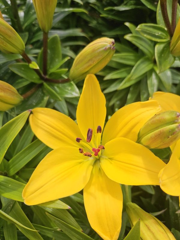 Lilium 'Pixie Yellow' Lilium 'Pixie Yellow'