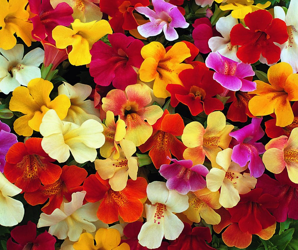 Mimulus 'Magic F1 Mix' | Proctors Nursery