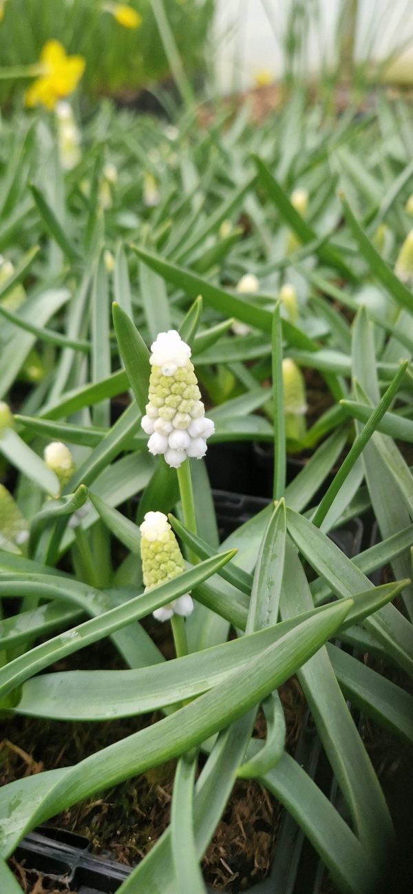 Muscari 'Siberian Tiger'
