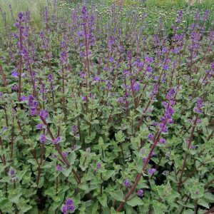 Nepeta x faassenii 'Kit Kat'