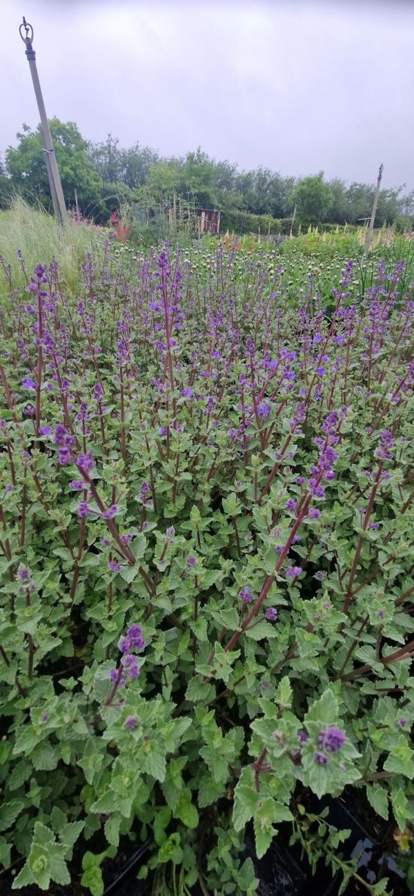 Nepeta x faassenii 'Kit Kat'2 Nepeta x faassenii 'Kit Kat'