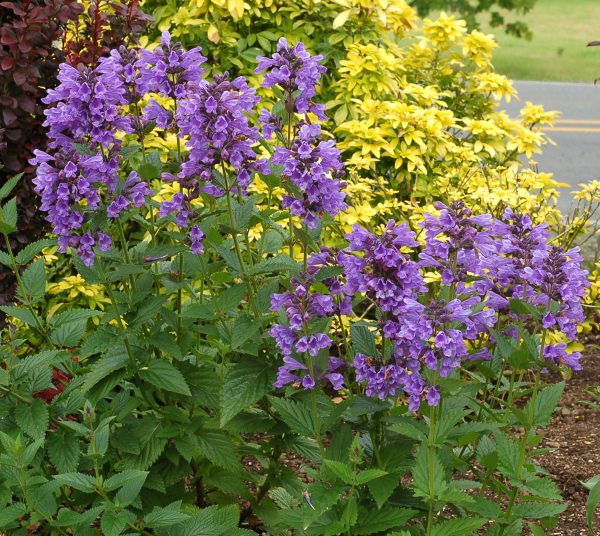 Nepeta_Blue_Dragon_02_TN