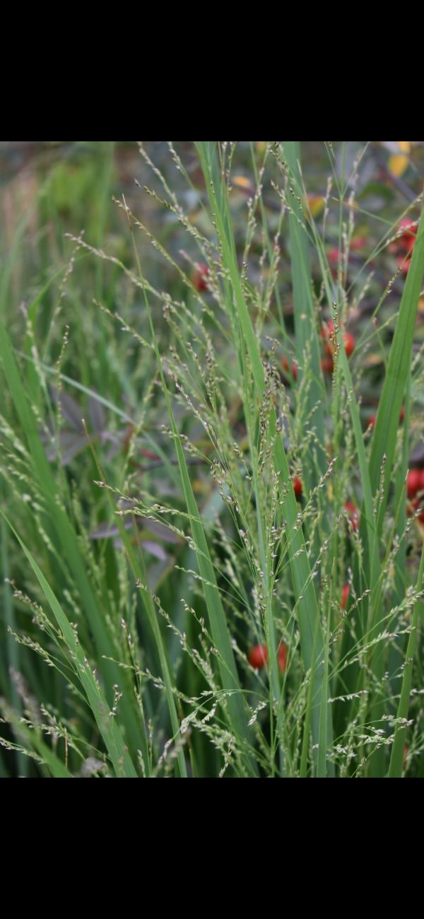 Panicum virgatum 'Buffalo Green' Panicum virgatum 'Buffalo Green'