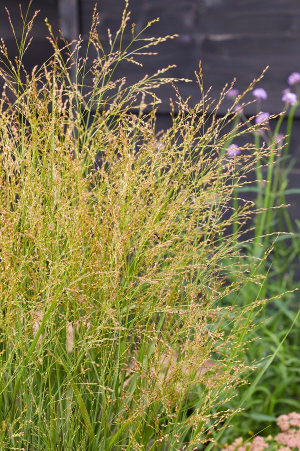 Panicum virgatum JS Buffalo Green