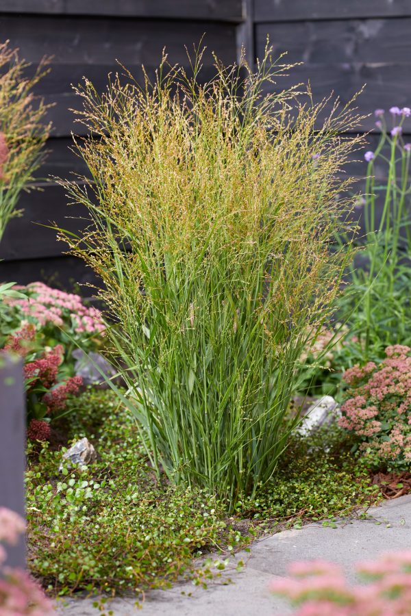 Panicum virgatum JS Buffalo Green