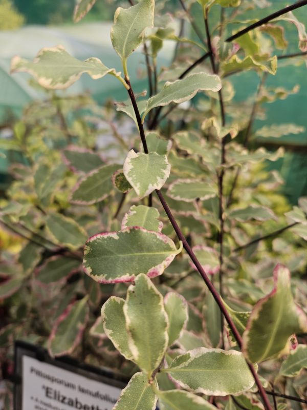 Pittosporum 'Elizabeth' Pittosporum 'Elizabeth'