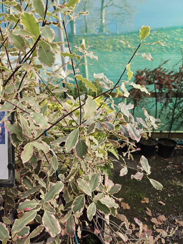 Pittosporum 'Elizabeth'2 Pittosporum 'Elizabeth'