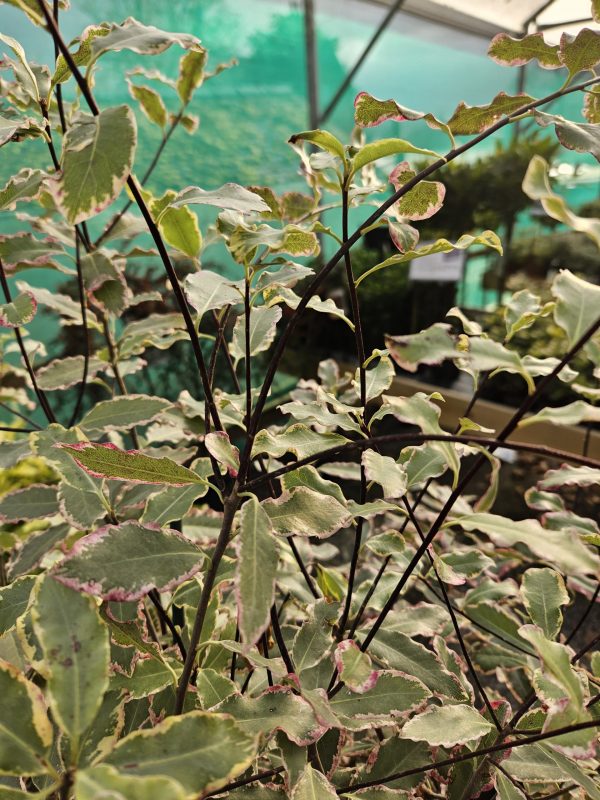 Pittosporum 'Elizabeth'3 Pittosporum 'Elizabeth'