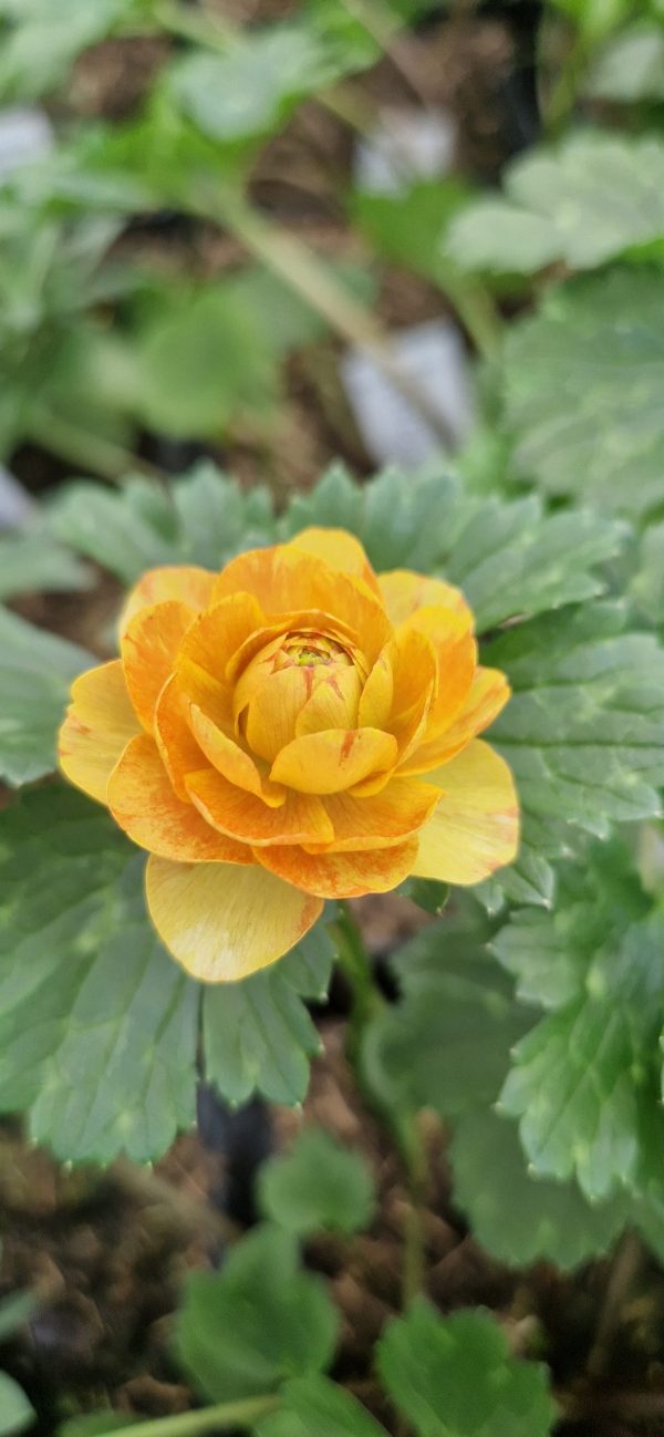 Ranunculus Rococo Peach2