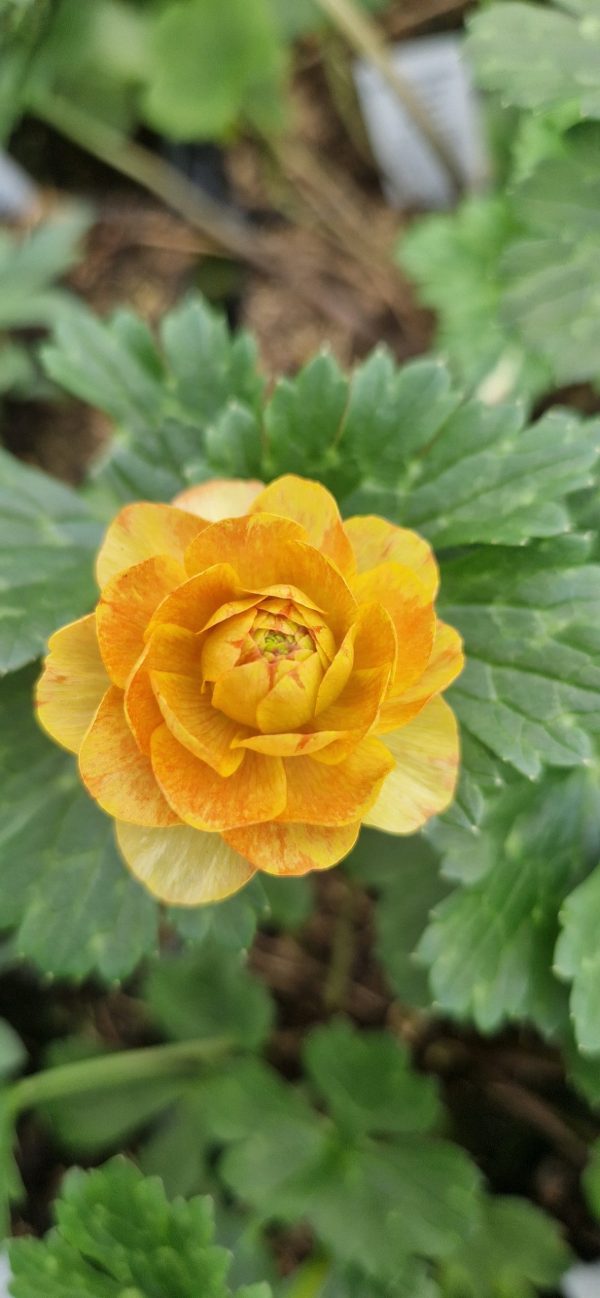 Ranunculus Rococo Peach2