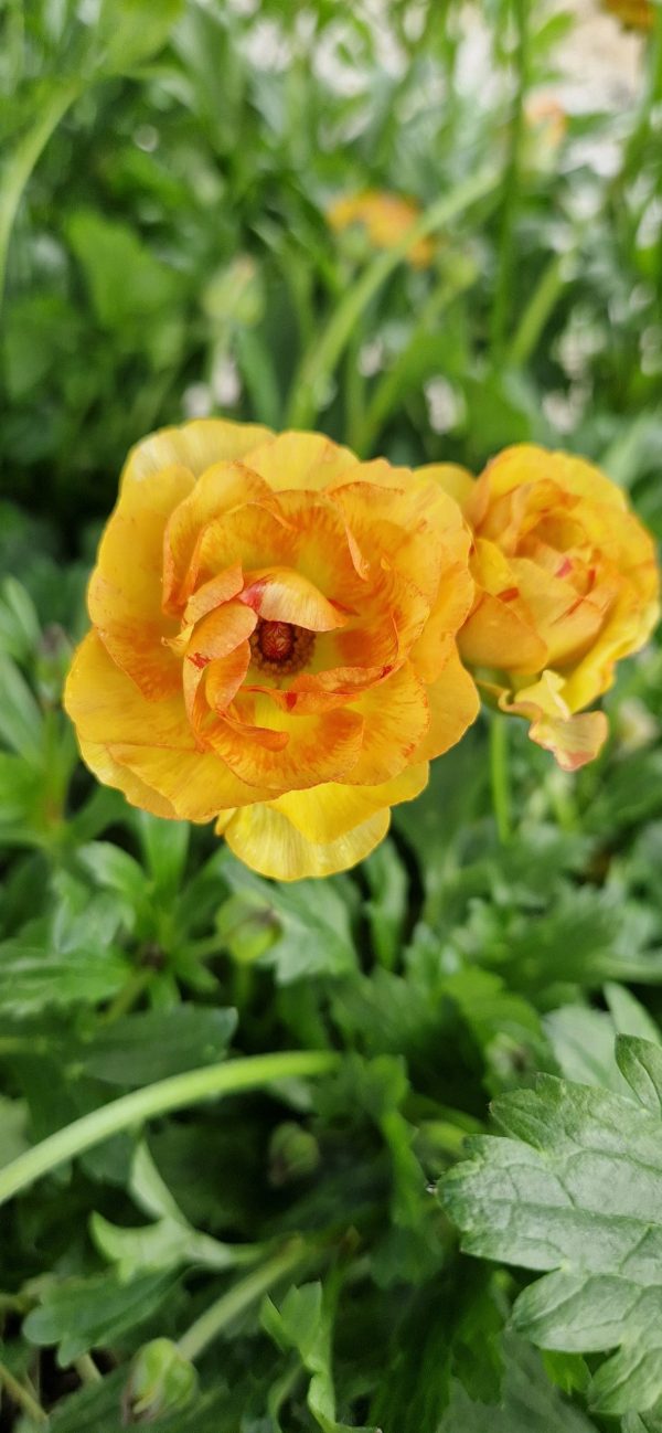 Ranunculus Rococo Series Peach Ranunculus Rococo Series Peach