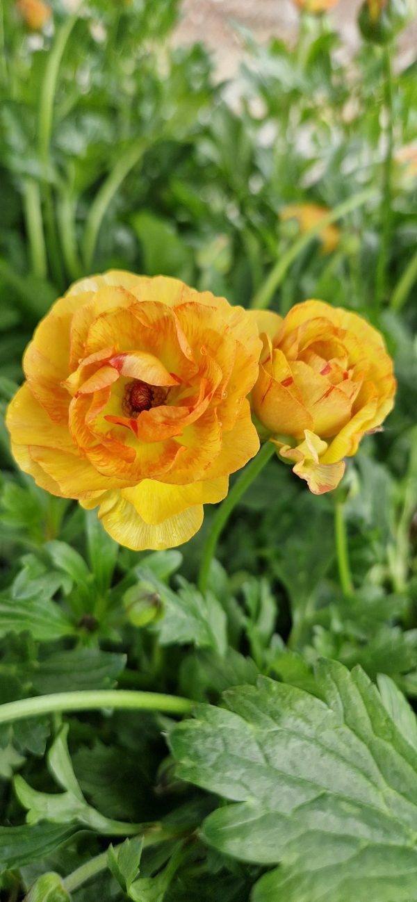 Ranunculus Rococo Series Peach2 Ranunculus Rococo Series Peach