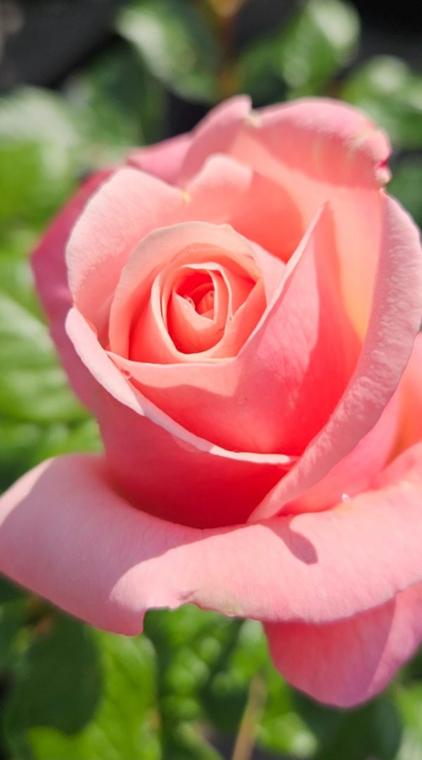 Rosa 'Aphrodite' Rosa 'Aphrodite'