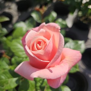 Rosa 'Aphrodite'